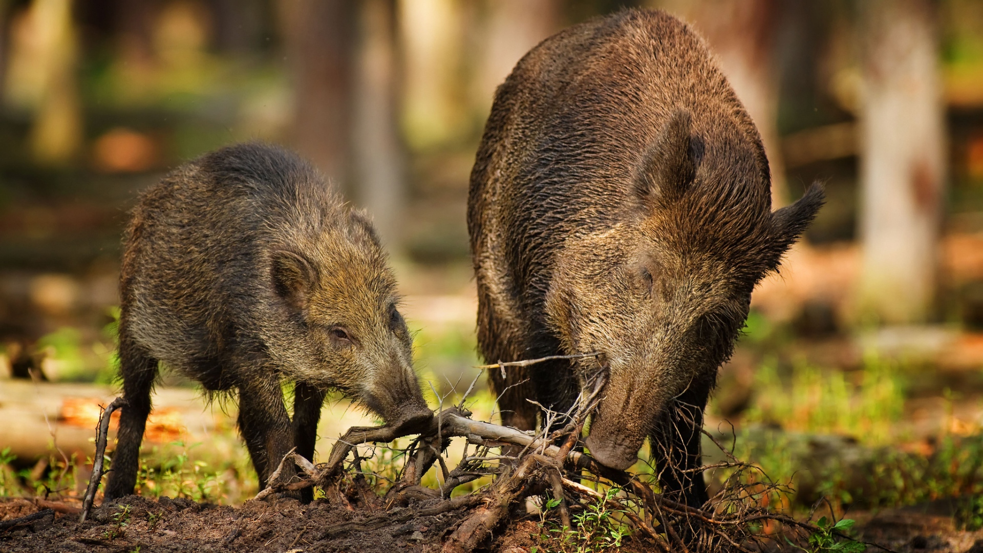 wood-roots-wild-boars-wild-two-1920x1080